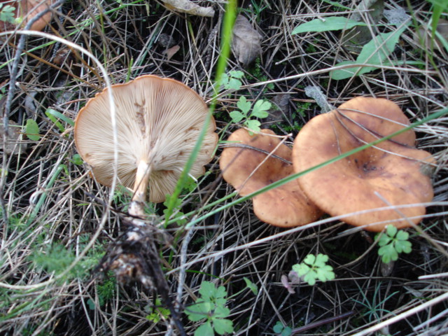 Murgia Novembre 2007-continuazione
